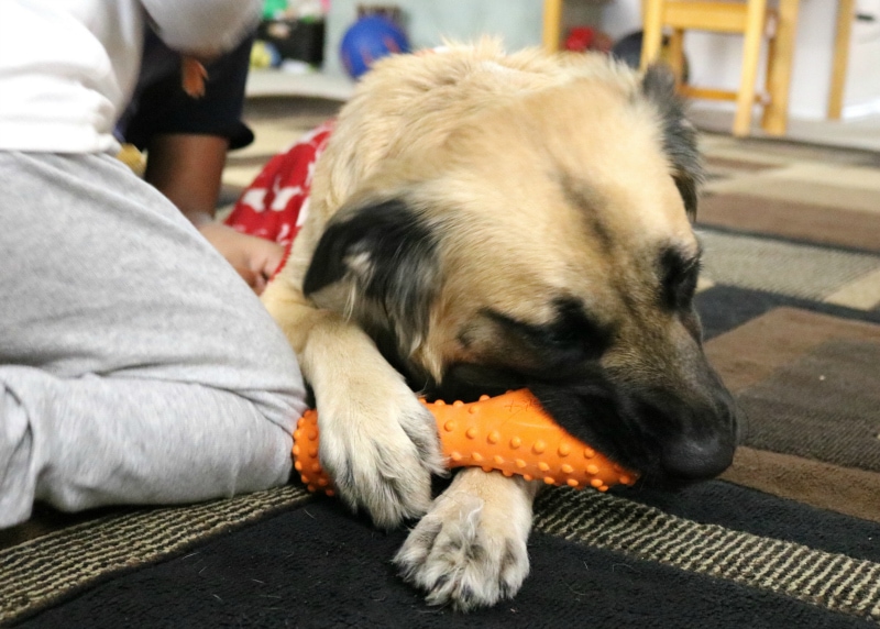 dog playing with chew toy 