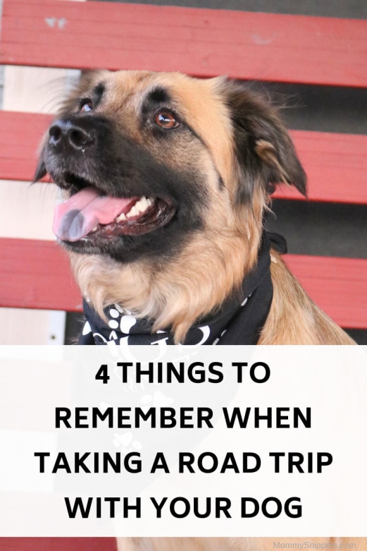 4 Things To Remember When Taking A Road Trip With Your Dog