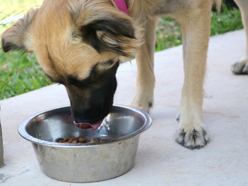 dog drinking water