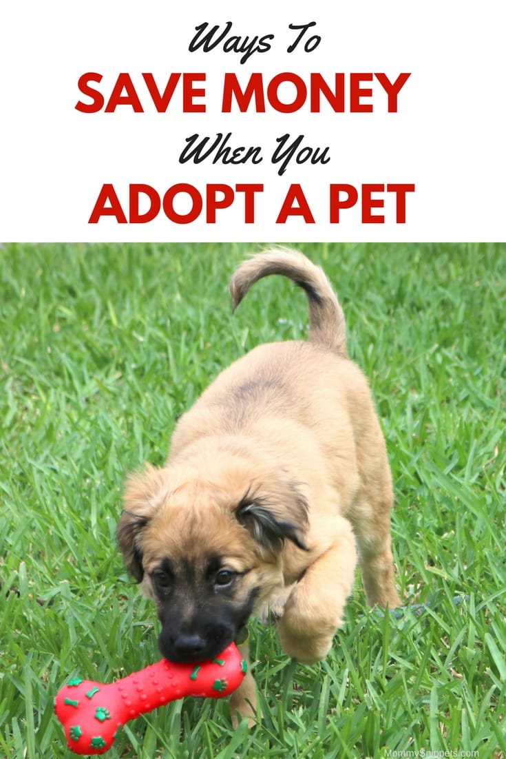 Ways to Save Money when you Adopt a Pet (+ A Homemade Dog Toy Tutorial) - MommySnippets.com #FortunaForAll #cbias #ad