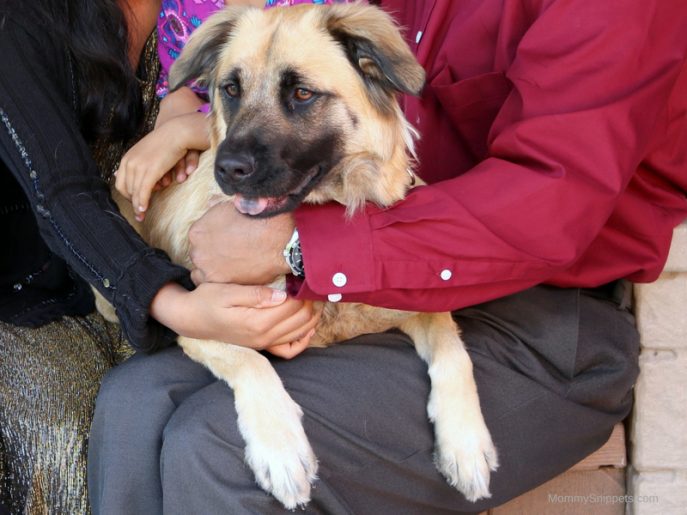 How to help a shelter dog adjust to her new home Mommy Snippets