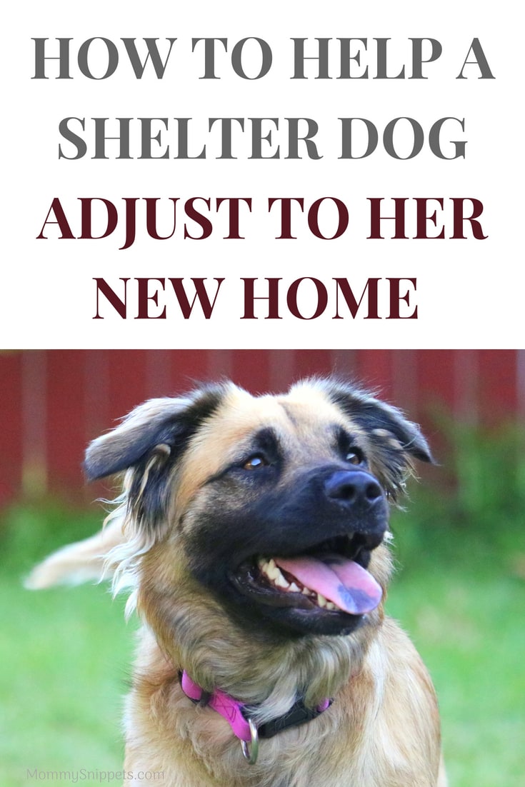 #ad How to help a shelter dog adjust to her new home- MommySnippets.com #Fuelthewag