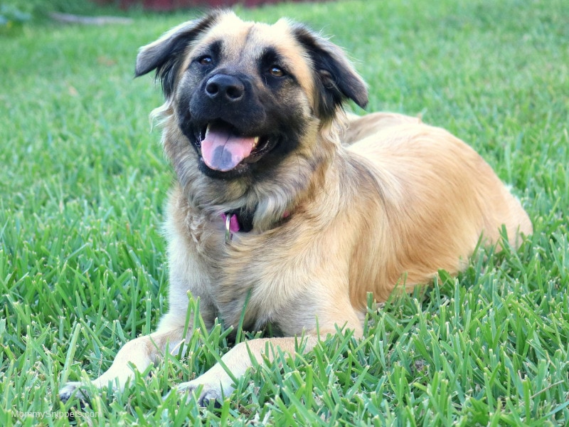 happy dog outdoors