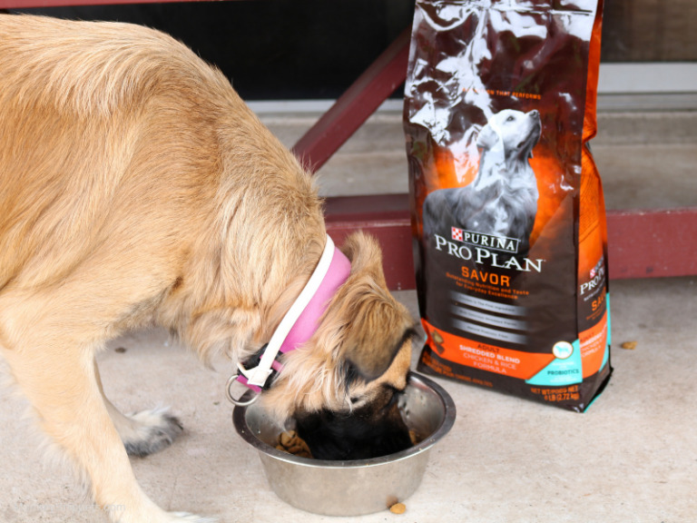 The Best Way to Support Healthy Digestion in a Dog Mommy Snippets