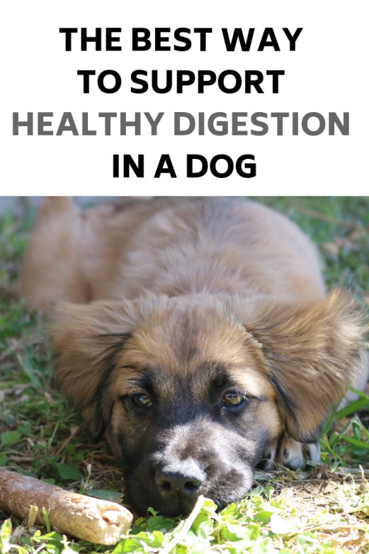The Best Way to Support Healthy Digestion in a Dog Mommy Snippets