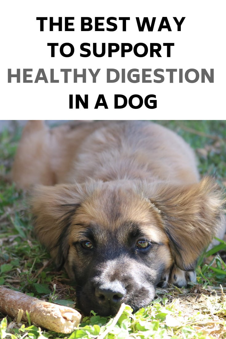 The Best Way to Support Healthy Digestion in a Dog- MommySnippets.com #ProPlanProbiotic #CollectiveBias #ad 