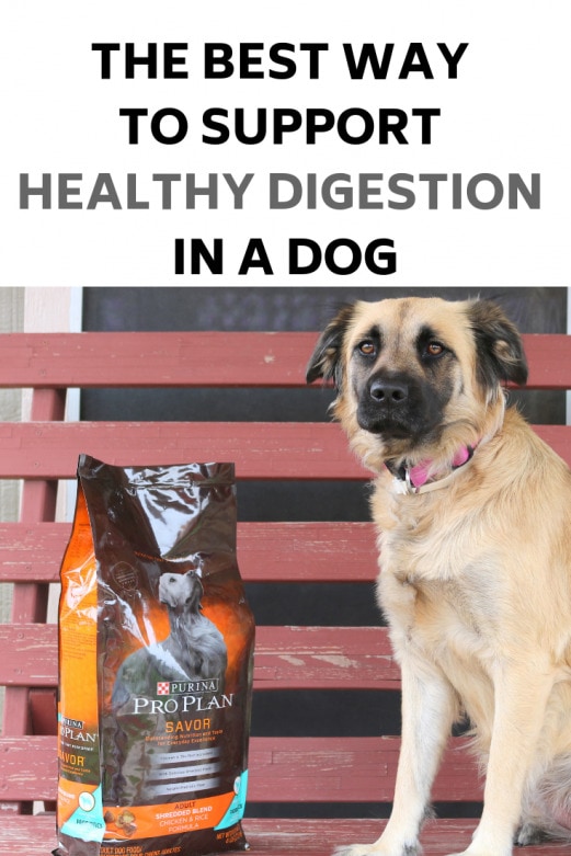 The Best Way to Support Healthy Digestion in a Dog Mommy Snippets