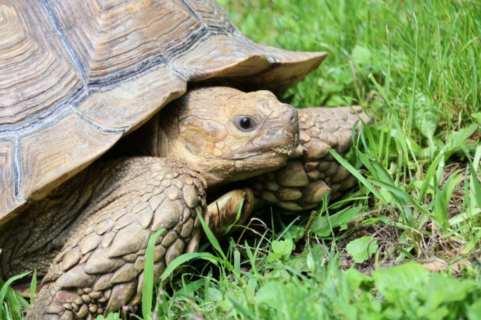 An unforgettable behind-the-scenes tour at Oglebay Zoo (Part 1)