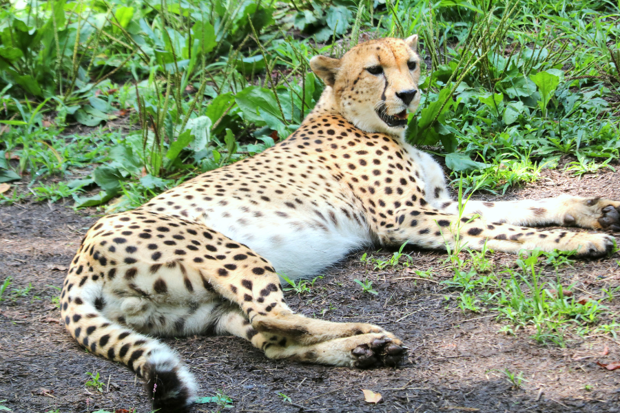 An behindthescenes tour at Oglebay Zoo (Part 1)