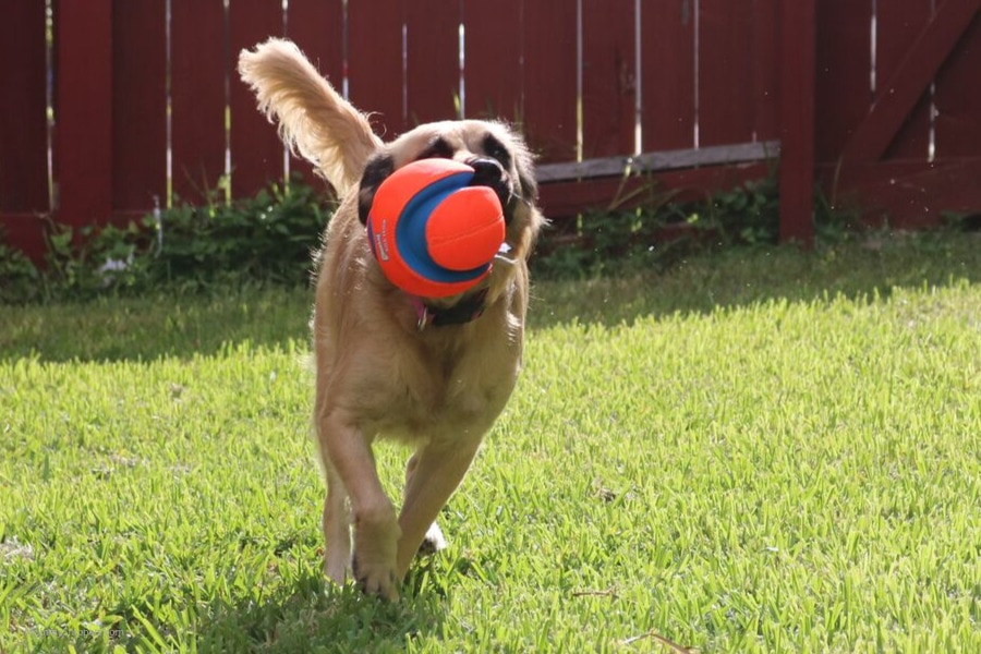 dog playing fetch