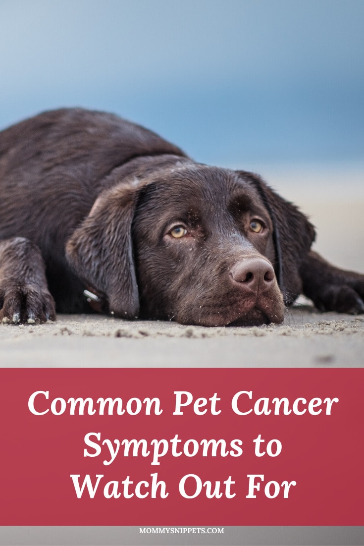 Common Pet Cancer Symptoms to Watch Out For- MommySnippets.com #sponsored