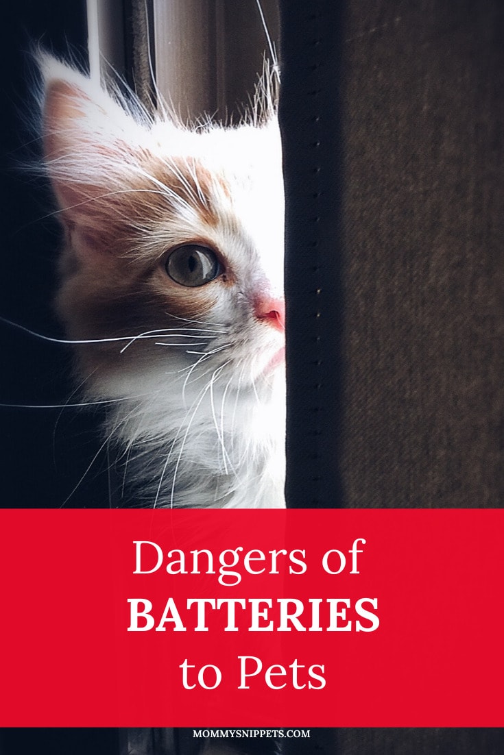 Dangers of Batteries to Pets- MommySnippets.com #sponsored