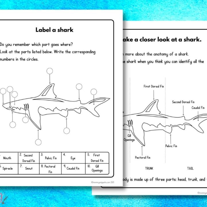 shark week