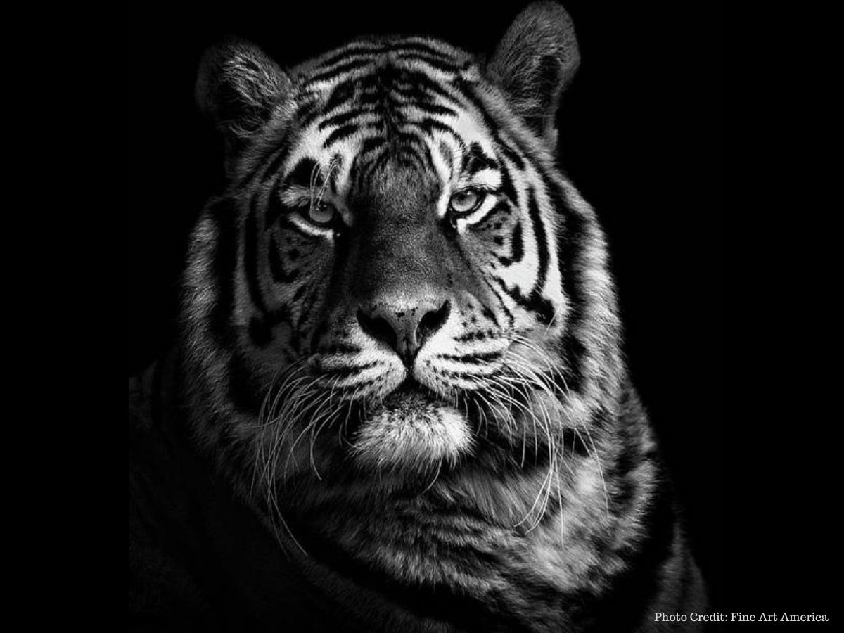 tiger