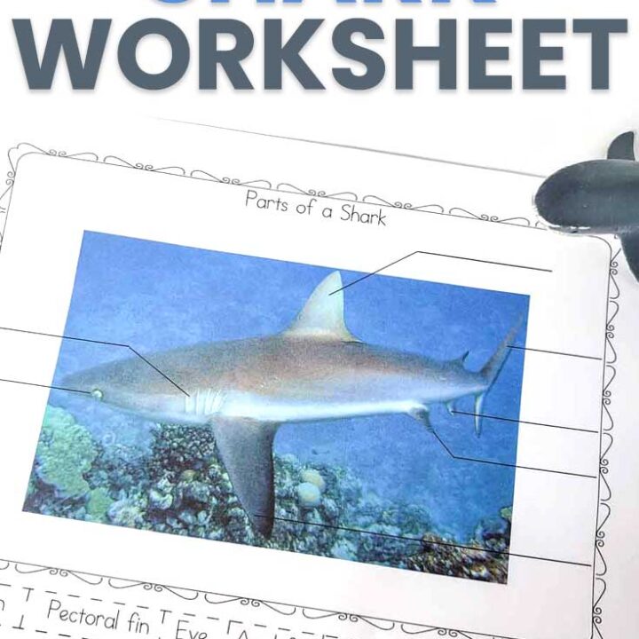 Image for Label the Shark Worksheet