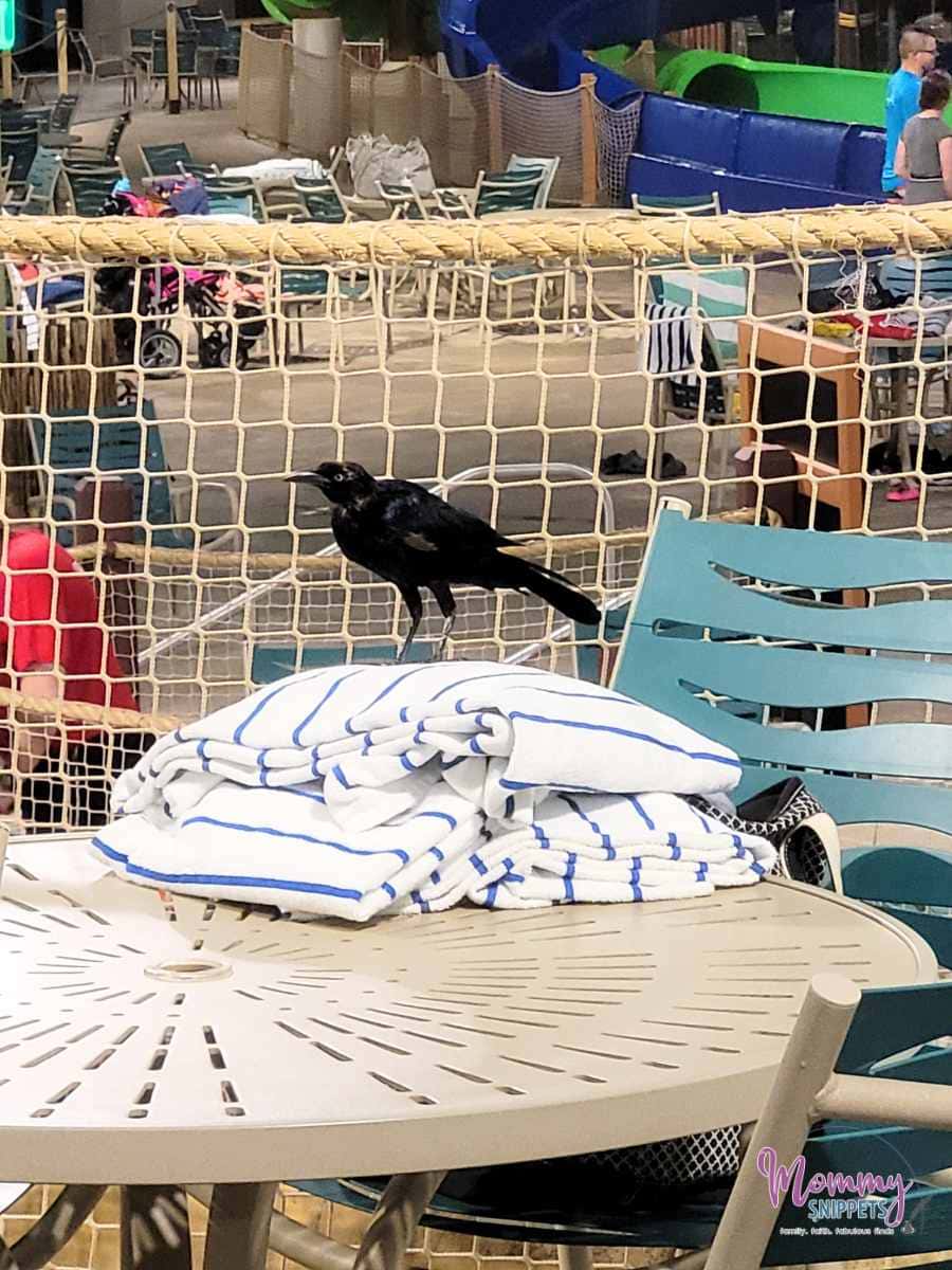 bird sitting on water park towels - Kalahari Resorts-Round Rock