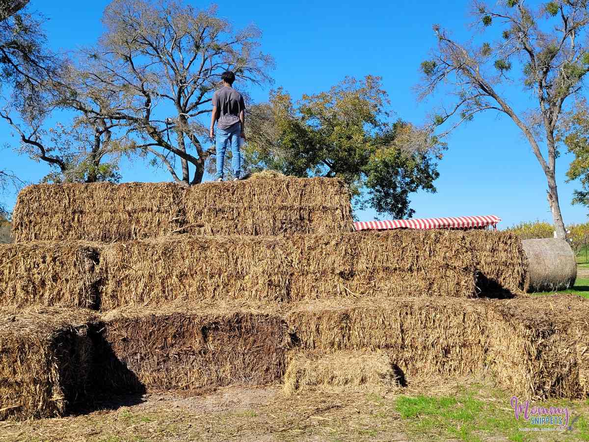 Sweet Eats Fruit Farm, Georgetown TX