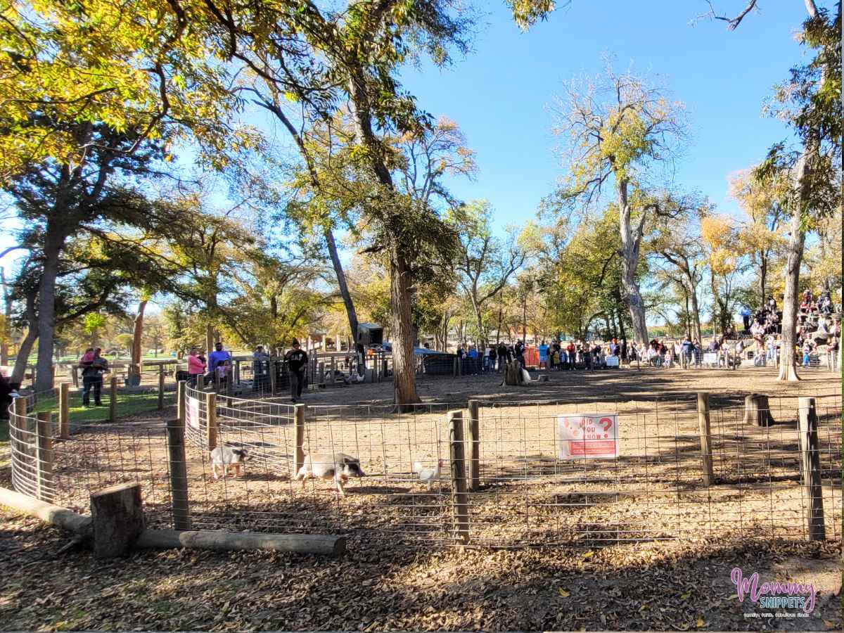 Sweet Eats Fruit Farm, Georgetown TX