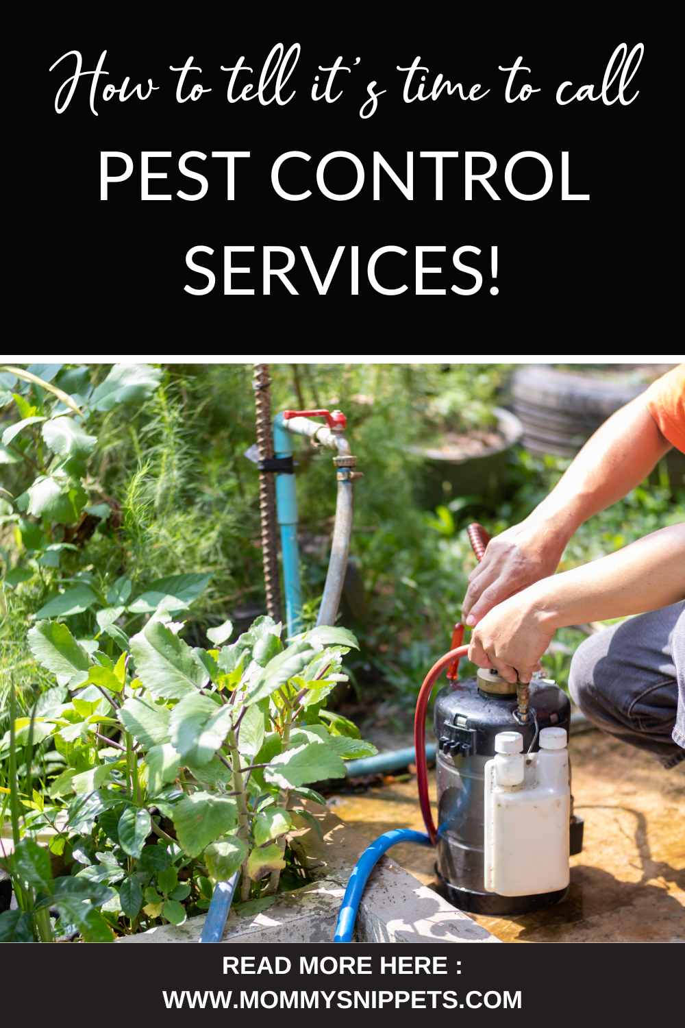 How You Know It's Time To Call Pest Control Services. - Mommy Snippets
