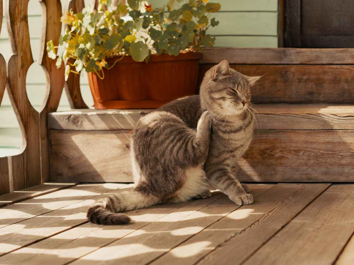 cat with fleas